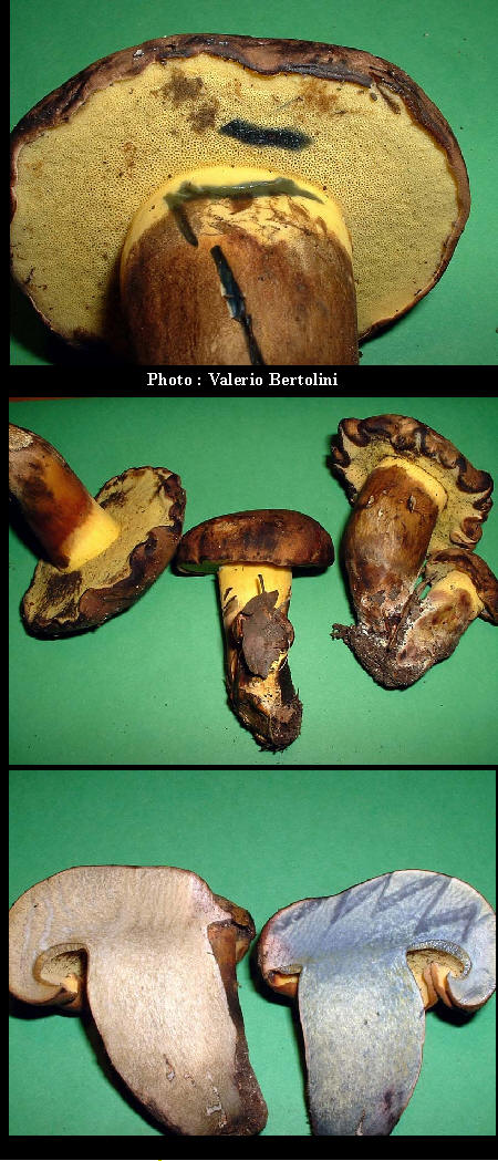 Boletus pulverulentus